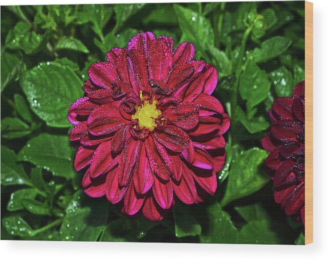 Dahlia Wood Print featuring the photograph Natures Crystal - Dewdrop Dahlia 002 by George Bostian