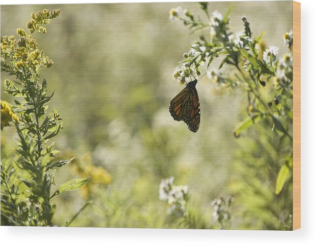 Butterfly Wood Print featuring the photograph Natures Simplicity by Elsa Santoro