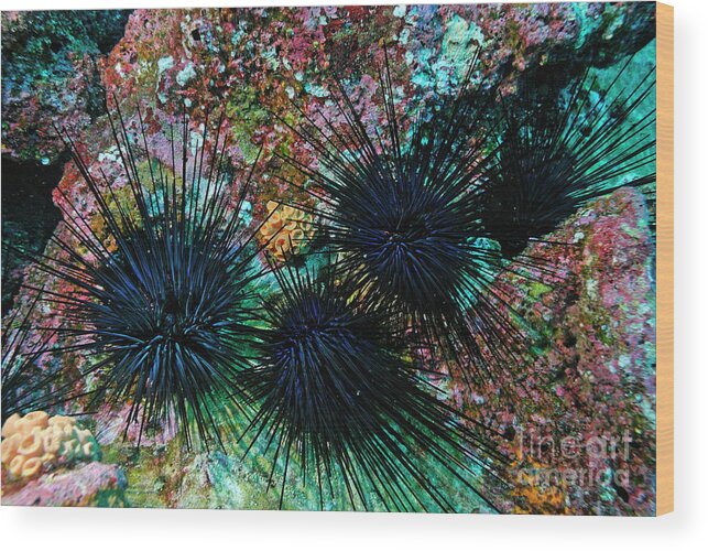Bizarre Wood Print featuring the photograph Needle Sea Urchin by Sami Sarkis