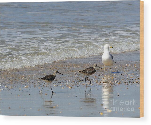 Birds Wood Print featuring the photograph Outer Banks OBX #11 by Buddy Morrison