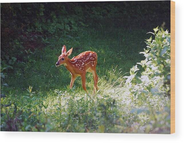 Fawn Wood Print featuring the photograph New Backyard Visitor by Lori Tambakis