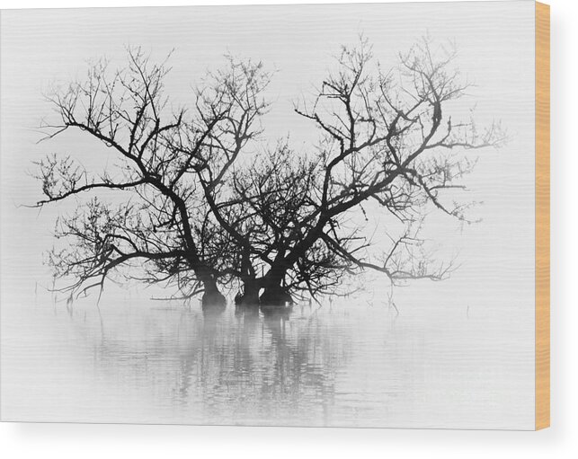 Tree Wood Print featuring the photograph Norris Lake April 2015 5 by Douglas Stucky