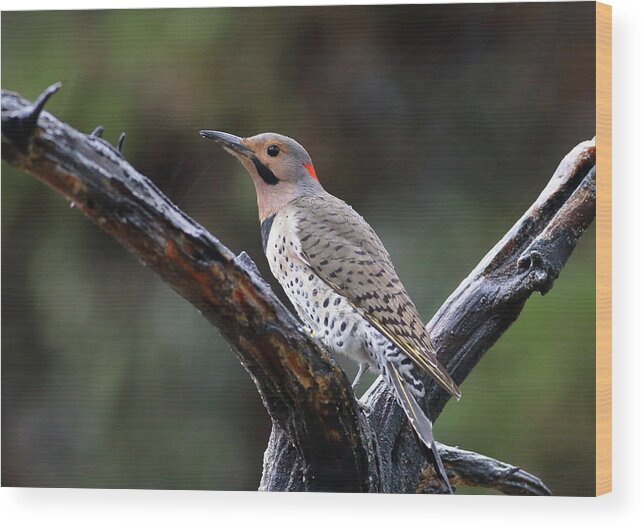 Bird Wood Print featuring the photograph Northern Flicker In Rain by Daniel Reed