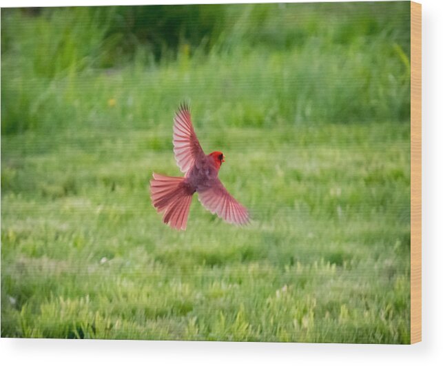 Northern Cardinal Wood Print featuring the photograph Northern Cardinal in Flight by Holden The Moment