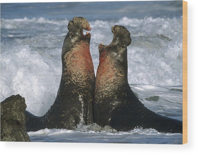 00173843 Wood Print featuring the photograph Northern Elephant Seal Males Fighting by Tim Fitzharris