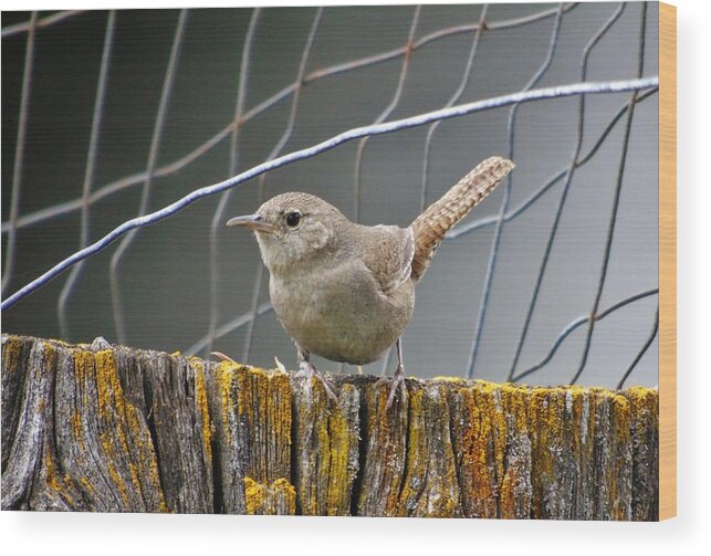 Rock Wren Wood Print featuring the photograph Northern House Wren by Barbara St Jean