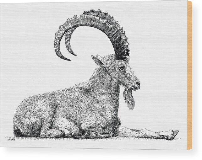 Nubian Ibex Wood Print featuring the drawing Nubian Ibex by Scott Woyak