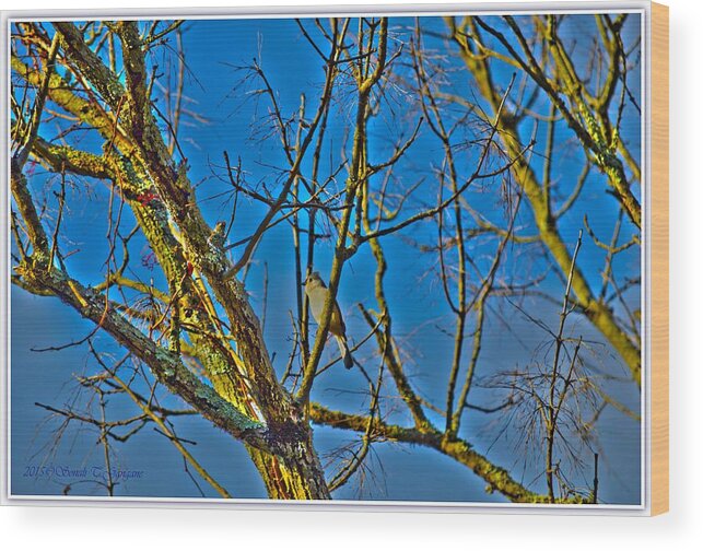 Art For Living Room Wood Print featuring the photograph Oak Titmouse by Sonali Gangane