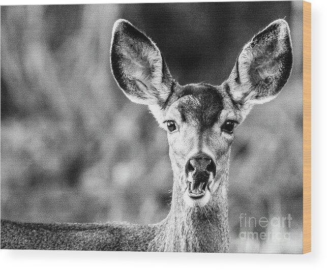 Wildlife Wood Print featuring the photograph Oh, Deer, Black and White by Adam Morsa