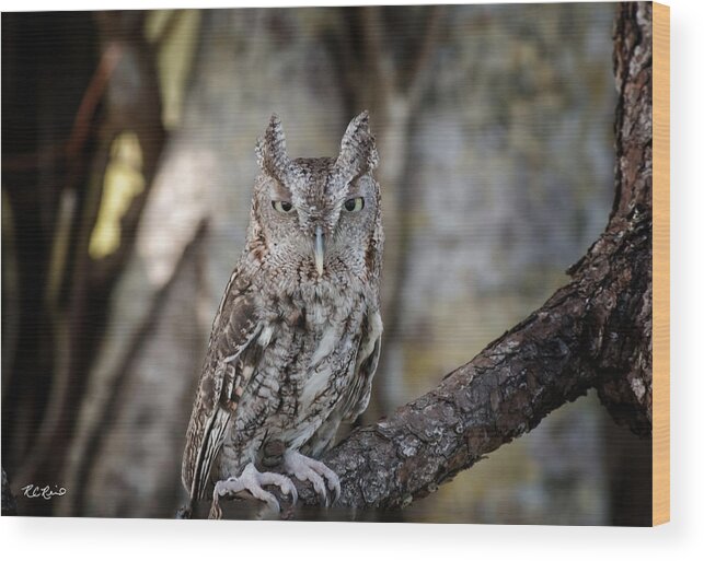 Florida Wood Print featuring the photograph Okeeheelee Nature Center - Shadow the Screech Owl in his Sights by Ronald Reid