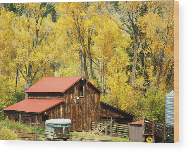 Gold Wood Print featuring the photograph Old Time Barn in Golden Aspens by Marilyn Hunt
