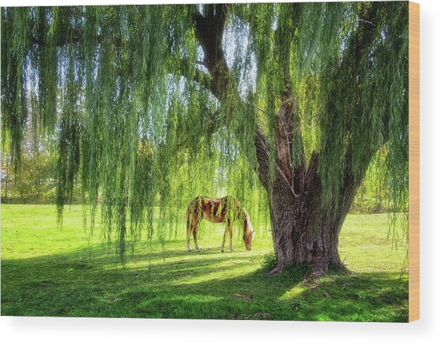 Old Willow Tree In The Meadow Wood Print featuring the photograph Old Willow Tree in the Meadow by Carolyn Derstine