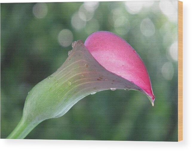 Pink Calla Lily Wood Print featuring the photograph One Calla Morning by Angela Davies