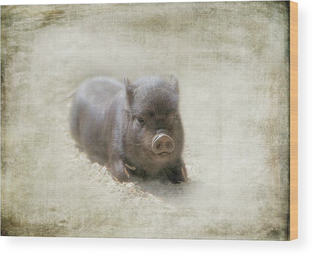 Pig Wood Print featuring the photograph One Little Piggy by Marilyn Wilson