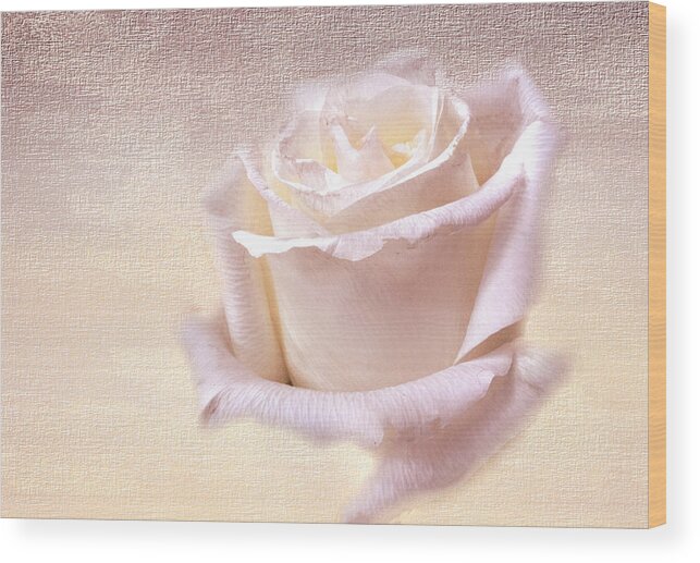 Flower Wood Print featuring the photograph One rose is enough for the dawn by Ches Black