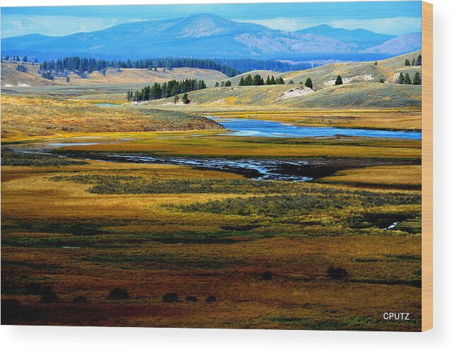 Yellowstone National Park Wood Print featuring the photograph Open Range by Carrie Putz