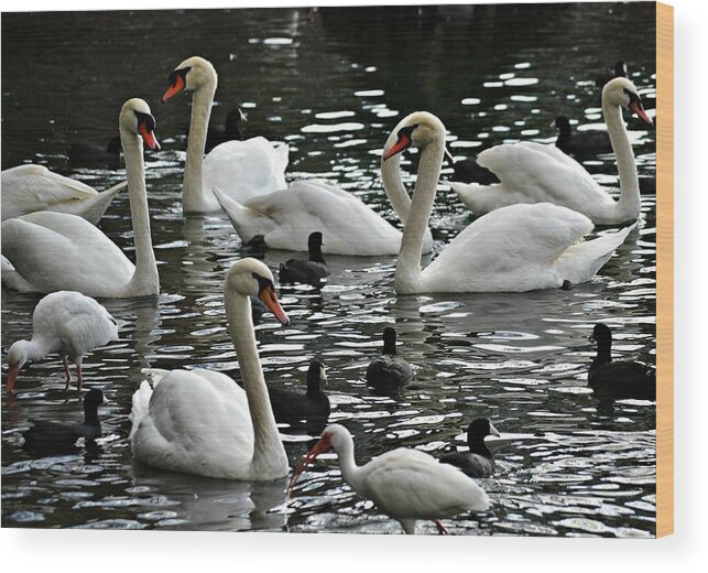 Swans Wood Print featuring the photograph Opposites Attract by Carolyn Mickulas