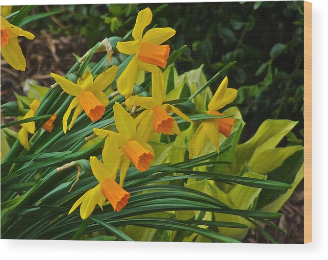 Narcissus Wood Print featuring the photograph Orange Cup Narcissus by Janis Senungetuk