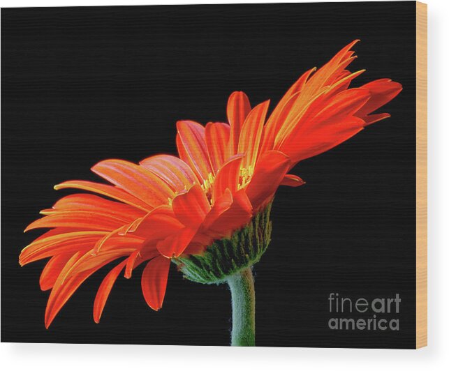 Orange Wood Print featuring the photograph Orange Gerbera on Black by Anita Pollak