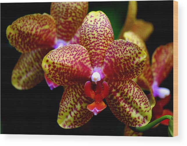Flower Wood Print featuring the photograph Orchid 15 by Marty Koch
