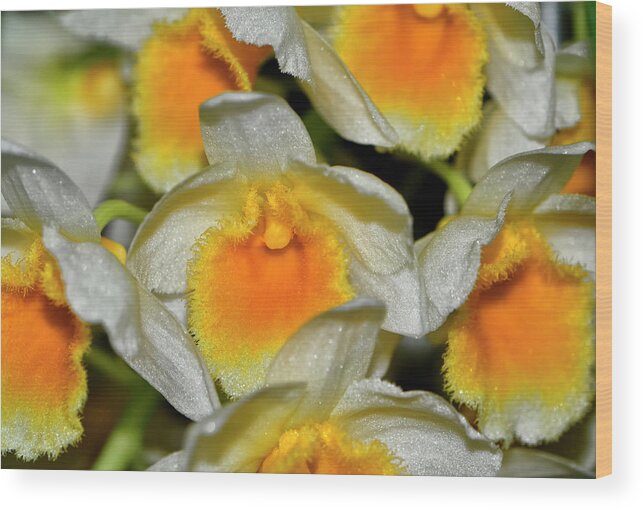 Orchid Wood Print featuring the photograph Orchid - Dendrobium thyrsiflorum 002 by George Bostian