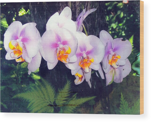 Orchids Wood Print featuring the photograph Orchids of Hawaii by Dina Holland