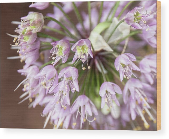 Ornamental Onion Wood Print featuring the photograph Ornamental Onion Flowering - by Julie Weber