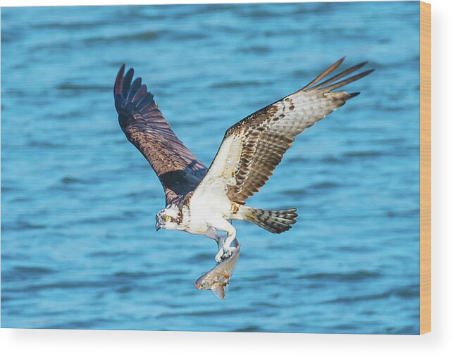 20170318 Wood Print featuring the photograph Osprey Fishing Success by Jeff at JSJ Photography