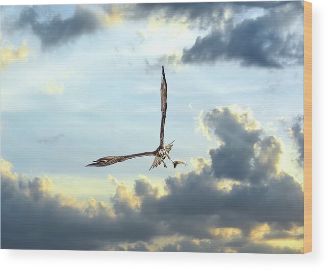 Osprey Wood Print featuring the photograph Osprey flying in clouds at sunset with fish in talons by Patrick Wolf