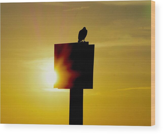 Osprey Wood Print featuring the photograph Osprey in Sunset by Beth Deitrick