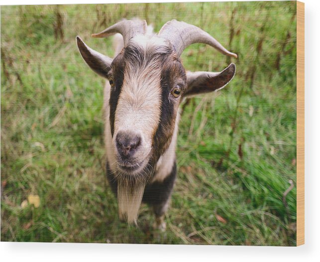 Animals Wood Print featuring the photograph Oxford Goat by Alex Blondeau