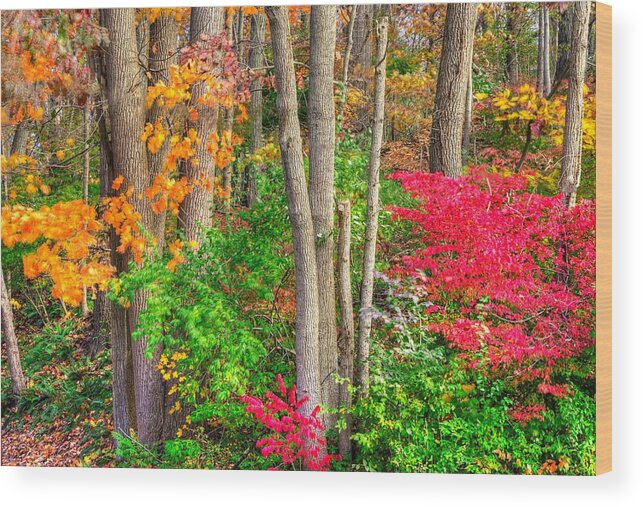 Pennsylvania Wood Print featuring the photograph PA Country Roads - Autumn Flourish - Harmony Hill Nature Area - Chester County PA by Michael Mazaika