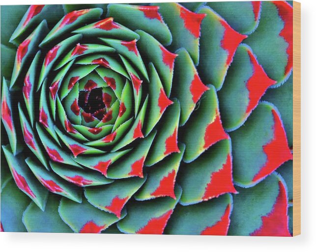 Red Tipped Succulent Wood Print featuring the photograph Painted Lady In Red by William Rockwell
