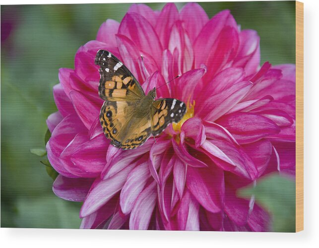 Painted Lady Wood Print featuring the photograph Painted Lady on Dahlia by Charles Harden