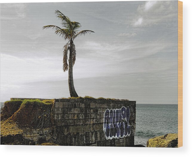 Tree Wood Print featuring the photograph Palm Tree by Kevin Duke