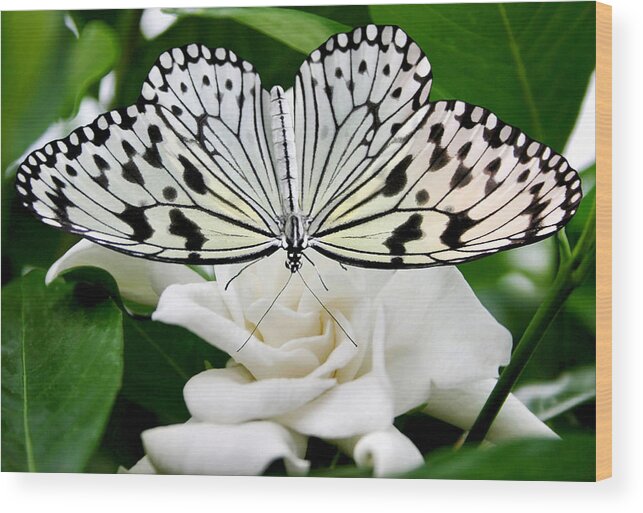 Paperkite Wood Print featuring the photograph Paperkite on Gardenia by Kristin Elmquist