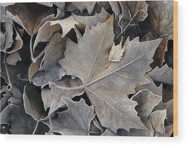 Maple Wood Print featuring the photograph Parental by DArcy Evans