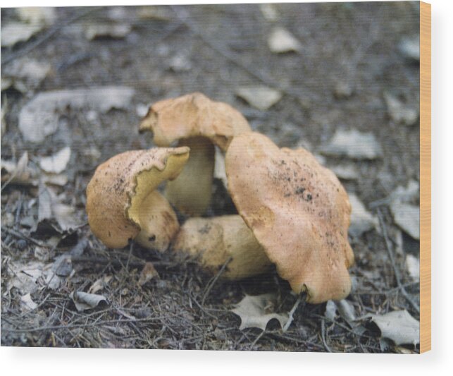 Mushrooms Wood Print featuring the photograph Parting Ways by Jan Amiss Photography