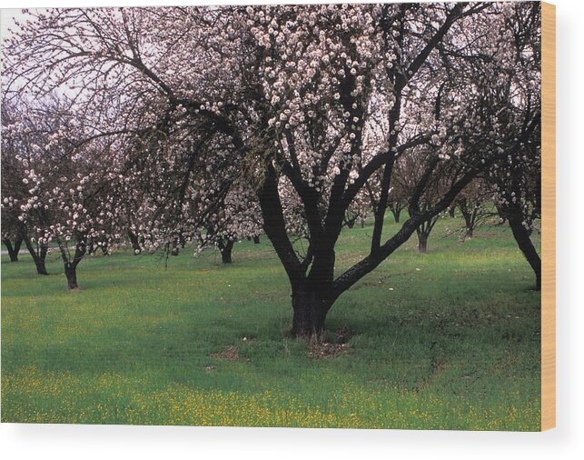 Orchards Wood Print featuring the photograph Paso Robles Orchard by Kathy Yates