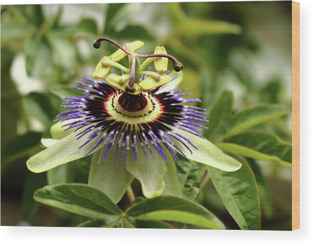 Passion Flower Gardening Horticulture Wall Plant Blue White Purple Green Passiflora Growing Climber Leaf Stem Sepals Wood Print featuring the photograph Passiflora. Passion flower by Jeff Townsend