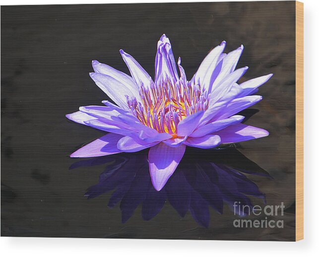 Purple Wood Print featuring the photograph Passion by Cindy Manero