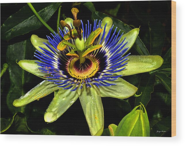 Floral Wood Print featuring the photograph Passion Flower 003 by George Bostian