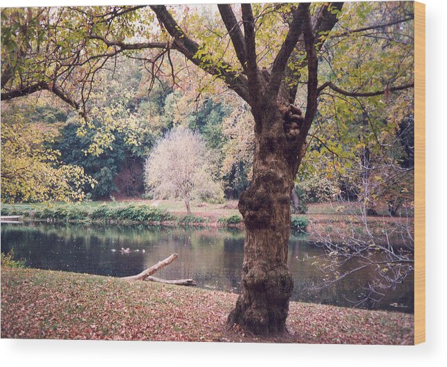Brandywine Wood Print featuring the photograph Peaceful repose by Emery Graham