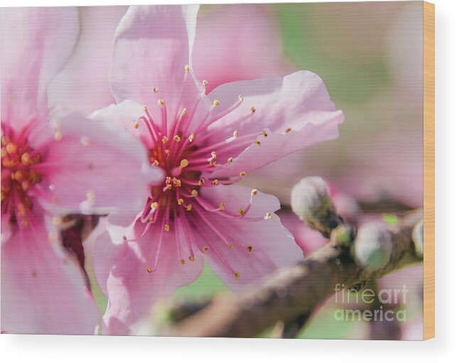 Sakura Wood Print featuring the photograph Peach Blossoms 16 by Andrea Anderegg