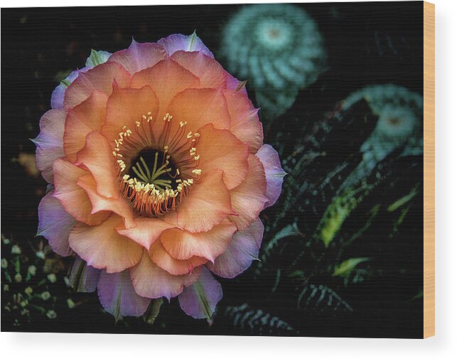 Cactus Wood Print featuring the photograph Peach Desert Glow Bloom by Julie Palencia