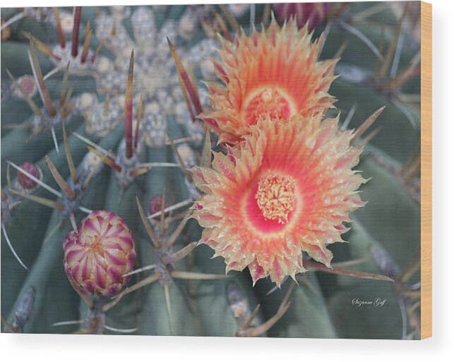 Photograph Wood Print featuring the photograph Peach Barrel Cactus Flowers II by Suzanne Gaff