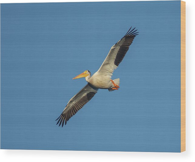 Pelican Wood Print featuring the photograph Pelican by Rick Mosher