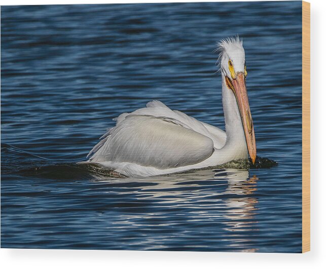 American White Pelican Wood Print featuring the photograph Pelican Wake by Dawn Key