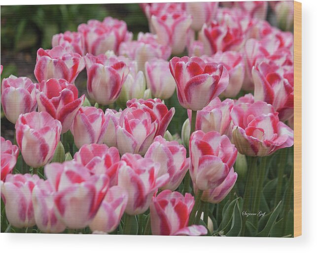 Photograph Wood Print featuring the photograph Peppermint Tulip Field III by Suzanne Gaff