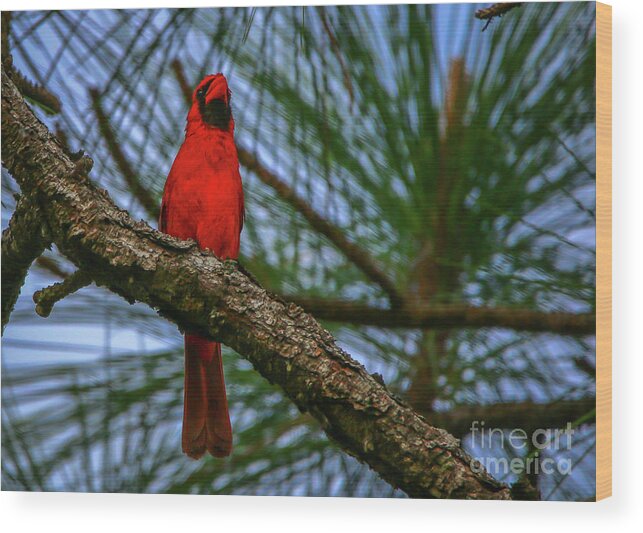 Cardinal. Bird Wood Print featuring the photograph Perched Cardinal by Tom Claud
